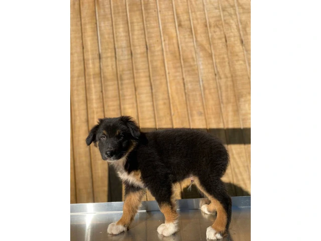 4 Aussie puppies ready for pickup - 2/11
