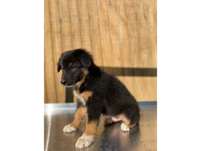 4 Aussie puppies ready for pickup - 3/11