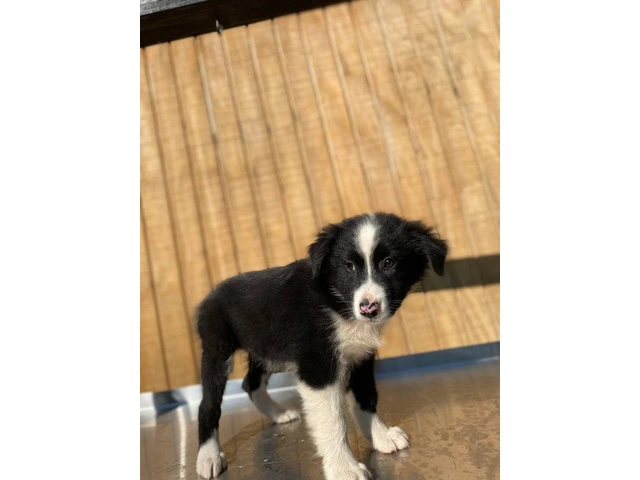 4 Aussie puppies ready for pickup - 4/11