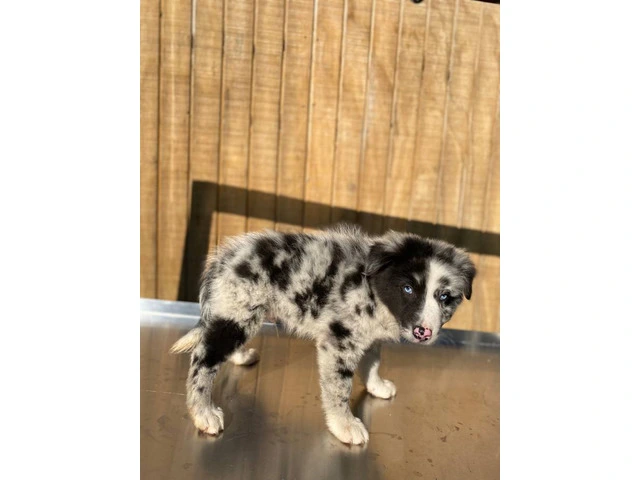4 Aussie puppies ready for pickup - 10/11