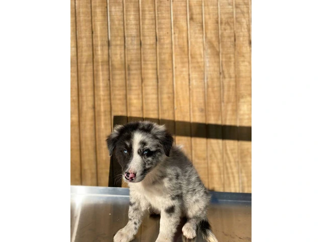 4 Aussie puppies ready for pickup - 11/11