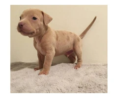6 girl & 3 boy American Bully puppies for sale