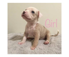 6 girl & 3 boy American Bully puppies for sale - 2