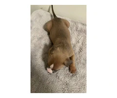 6 girl & 3 boy American Bully puppies for sale - 3