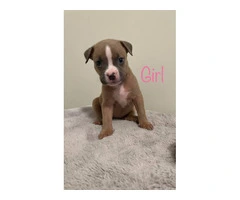 6 girl & 3 boy American Bully puppies for sale - 4