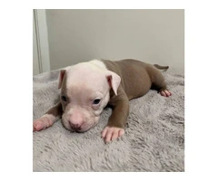 6 girl & 3 boy American Bully puppies for sale - 5