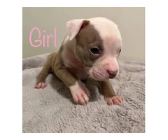 6 girl & 3 boy American Bully puppies for sale - 6