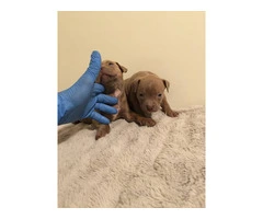 6 girl & 3 boy American Bully puppies for sale - 7
