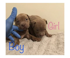 6 girl & 3 boy American Bully puppies for sale - 8