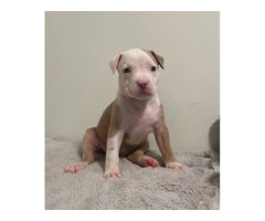 6 girl & 3 boy American Bully puppies for sale - 9