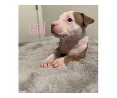 6 girl & 3 boy American Bully puppies for sale - 10