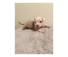 6 girl & 3 boy American Bully puppies for sale - 11