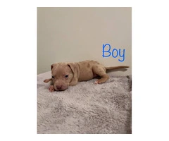 6 girl & 3 boy American Bully puppies for sale - 12