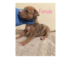 6 girl & 3 boy American Bully puppies for sale - 14