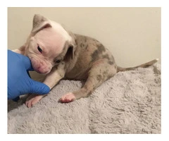 6 girl & 3 boy American Bully puppies for sale - 15
