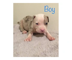 6 girl & 3 boy American Bully puppies for sale - 16