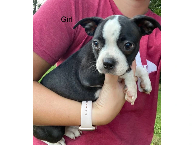Cheap Boston terrier puppies for sale - 1/12