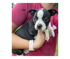Cheap Boston terrier puppies for sale