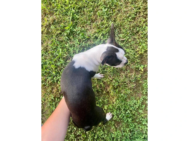 Cheap Boston terrier puppies for sale - 2/12