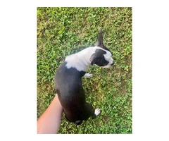 Cheap Boston terrier puppies for sale - 2