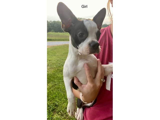 Cheap Boston terrier puppies for sale - 5/12