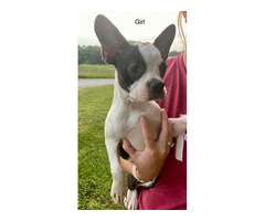 Cheap Boston terrier puppies for sale - 5