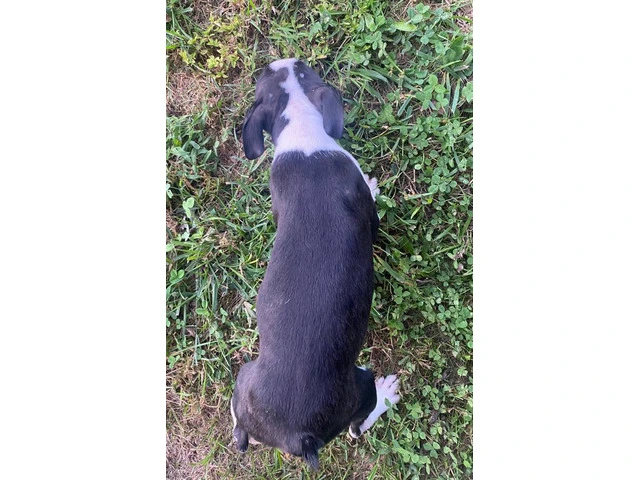 Cheap Boston terrier puppies for sale - 6/12