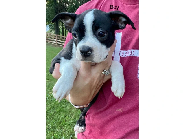 Cheap Boston terrier puppies for sale - 7/12