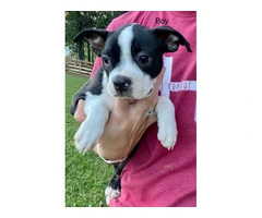Cheap Boston terrier puppies for sale - 7