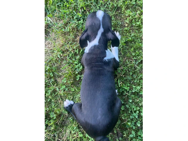 Cheap Boston terrier puppies for sale - 8/12