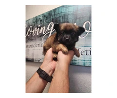 3 cute Pomeranian puppies for sale