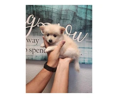 3 cute Pomeranian puppies for sale - 3