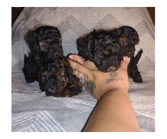 4 Shih Poo puppies for sale