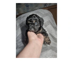 4 Shih Poo puppies for sale - 2