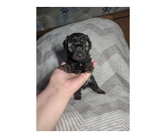 4 Shih Poo puppies for sale - 3