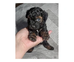 4 Shih Poo puppies for sale - 4