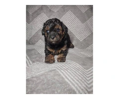 4 Shih Poo puppies for sale - 5