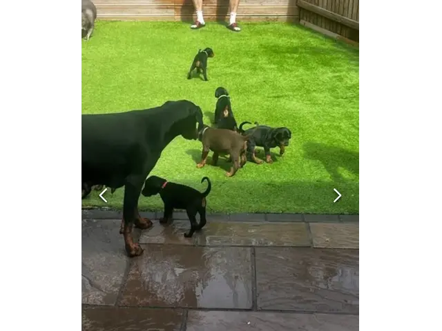 Available doberman pinscher puppies for sale - 1/7