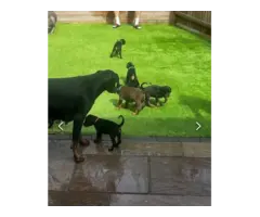 Available doberman pinscher puppies for sale