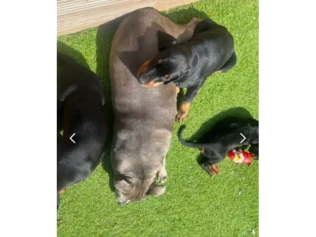 Available doberman pinscher puppies for sale - 2/7