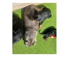 Available doberman pinscher puppies for sale - 2