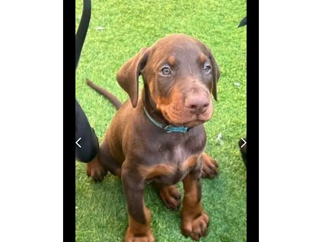 Available doberman pinscher puppies for sale - 3/7