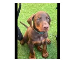 Available doberman pinscher puppies for sale - 3