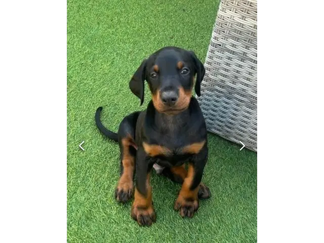 Available doberman pinscher puppies for sale - 4/7