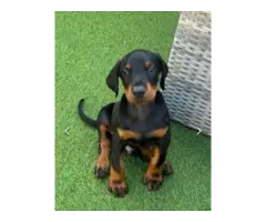 Available doberman pinscher puppies for sale - 4