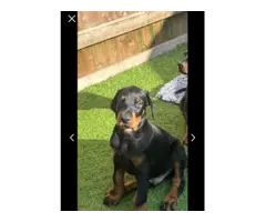 Available doberman pinscher puppies for sale - 5