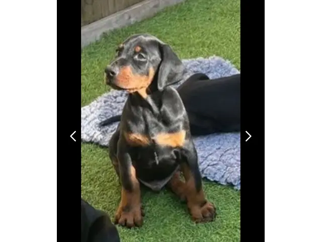 Available doberman pinscher puppies for sale - 6/7