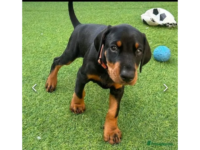 Available doberman pinscher puppies for sale - 7/7
