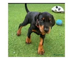 Available doberman pinscher puppies for sale - 7