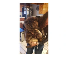 Affordable Chow chow puppy
